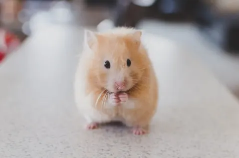 A Hamstar